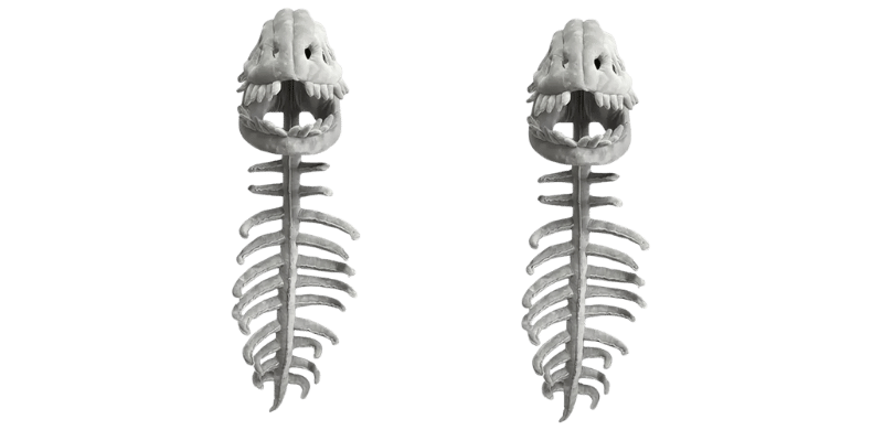 Dinosaur Skeleton Plush Merch